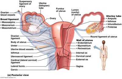 Diagram of female reproductive anatomy