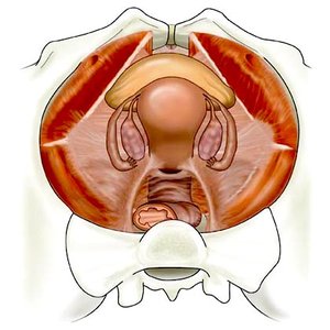 Cross-section of female pelvis showing uterus and supporting structures