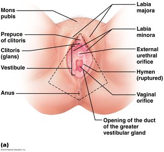 Diagram of female external genitalia