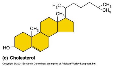 Cholesterol structure as precursor for steroid hormones