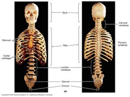 Labeled diagram of the axial skeleton, showing the skull, vertebral column, ribs, and sternum