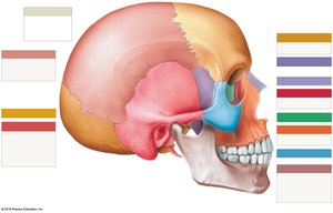 Diagram showing squamosal and coronal sutures of the skull