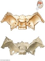 Sphenoid bone with labeled landmarks