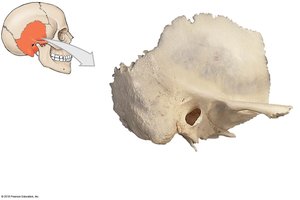 Temporal bone with labeled landmarks