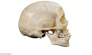 Lateral view of the human skull