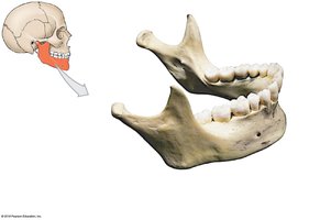 Mandible bone with labeled landmarks