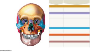 Frontal bone with labeled supraorbital foramen