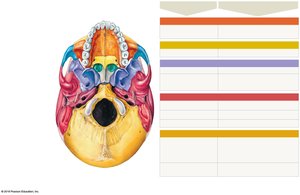 Occipital bone with labeled landmarks