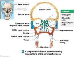Diagram of the nasal cavity showing bones and landmarks
