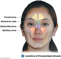 Diagram showing the positions of the paranasal sinuses