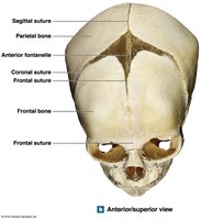 Fetal skull showing fontanels and sutures
