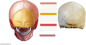 Diagram showing sagittal and lambdoidal sutures of the skull