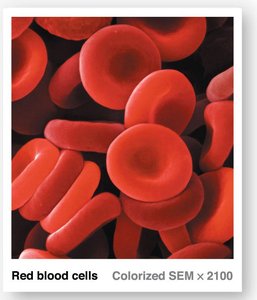 Red blood cells under microscope