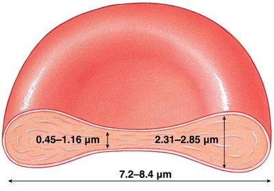 Biconcave shape of RBC