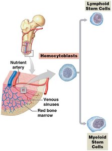Stages of erythropoiesis