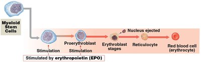 ABO blood types and antibodies