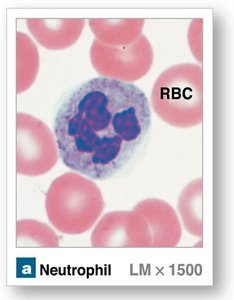 Neutrophil under microscope