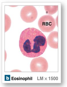 Eosinophil under microscope