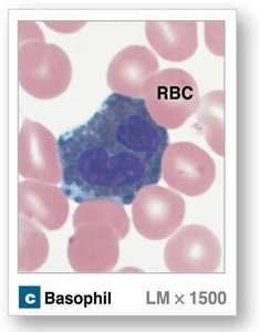 Basophil under microscope