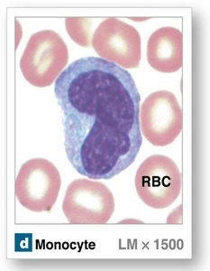 Monocyte under microscope