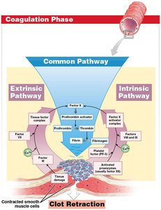 Coagulation phase pathways