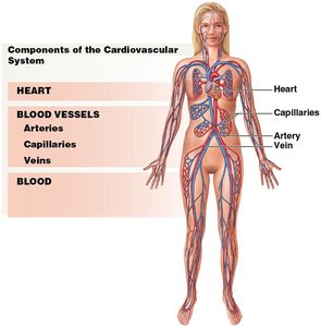 Diagram of the cardiovascular system