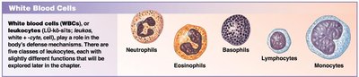 White blood cells