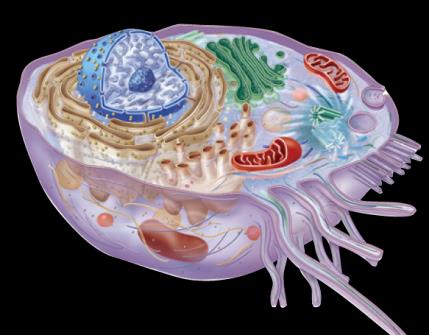 Diagram of cellular respiration stages