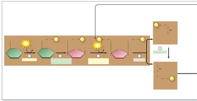 Steps 1-5 of glycolysis