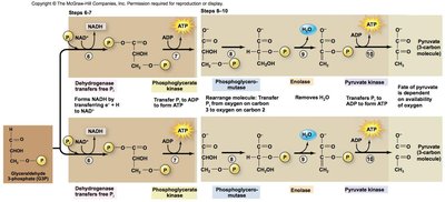 Steps 8-10 of glycolysis