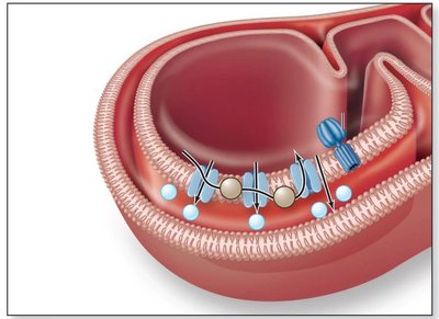 Electron transport system in mitochondria