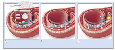 Steps of the electron transport system
