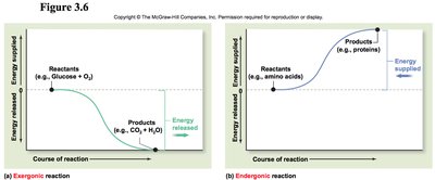 Graphs of exergonic and endergonic reactions