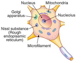 Neuron cell body labeled