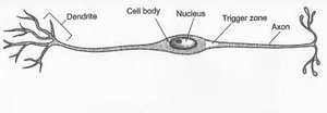 Bipolar neuron structure
