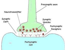 Synapse structure