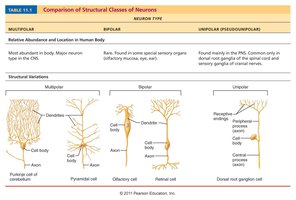 Comparison of structural classes of neurons