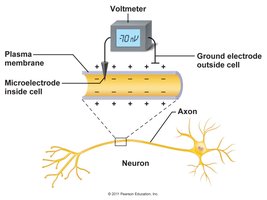 Measuring membrane potential with electrodes