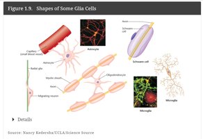 Shapes of some glia cells