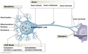 Labeled diagram of a neuron showing dendrites, cell body, axon, and synapse