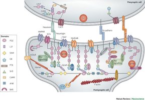 Molecular organization of the postsynaptic density