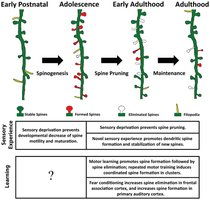 Spatiotemporal dynamics of dendritic spines