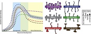Dendritic spine changes in ASD and other syndromes