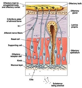 Diagram of olfactory organ and epithelium