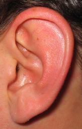 Anatomy of the external, middle, and internal ear
