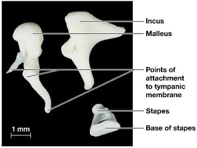 Auditory ossicles: malleus, incus, stapes