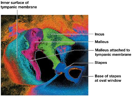 Inner ear: bony and membranous labyrinth