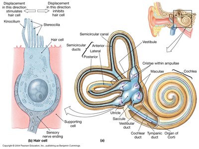 Hair cell structure and semicircular ducts