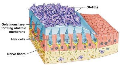 Otoliths and macula in the vestibule
