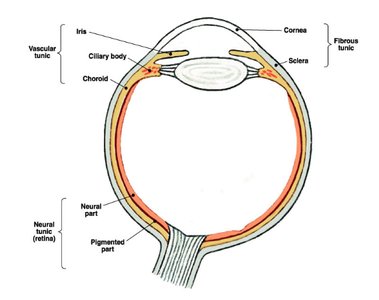 Cross-section of the eye showing tunics